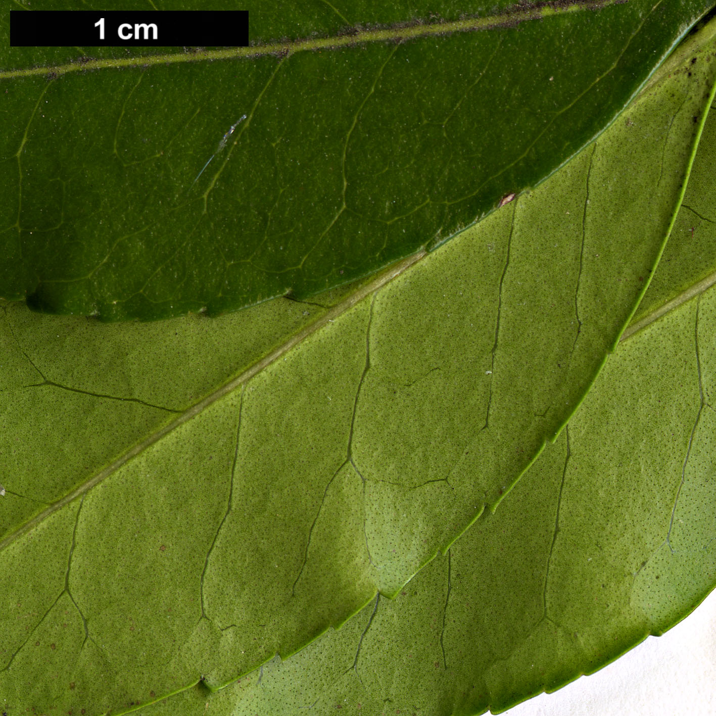 High resolution image: Family: Oleaceae - Genus: Osmanthus - Taxon: delavayi × O.suavis